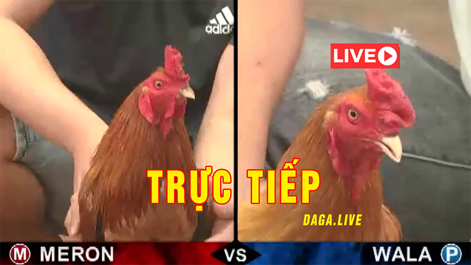 trực tiếp đá gà
